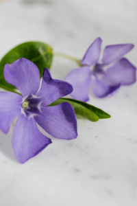 Violette Blüte Violette Blüte