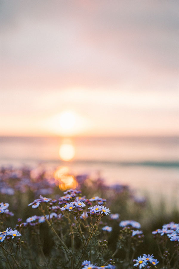 Klinisch psychologische Beratung Violette Blumen bei Sonnenuntergang